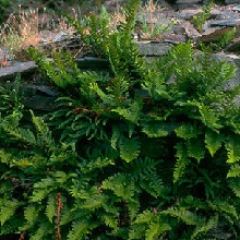 Common Polypody - Polypodium Vulgare
