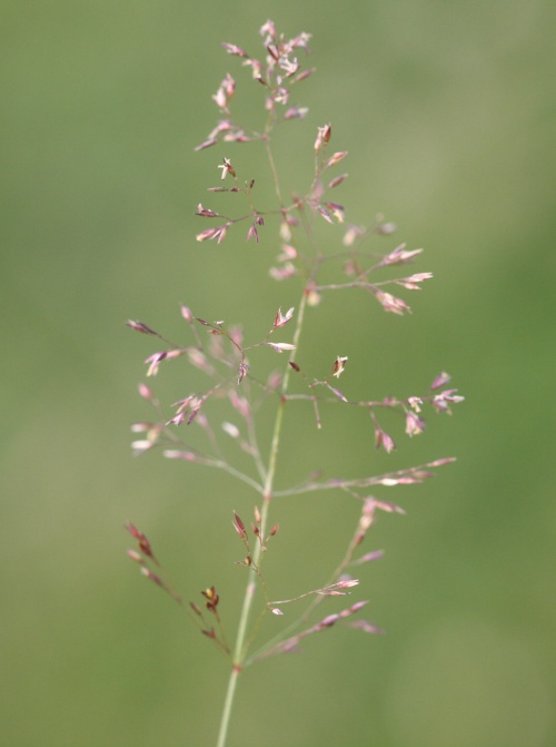 Commonbent - Agrostis Capillaris