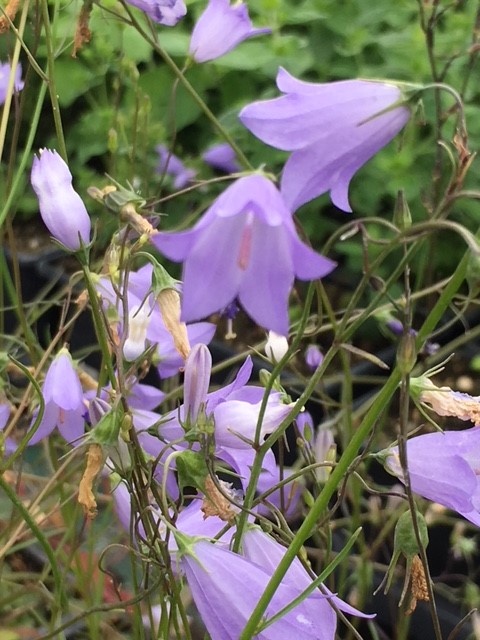Harebell Seed Packet