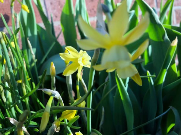Hawera Daffodil