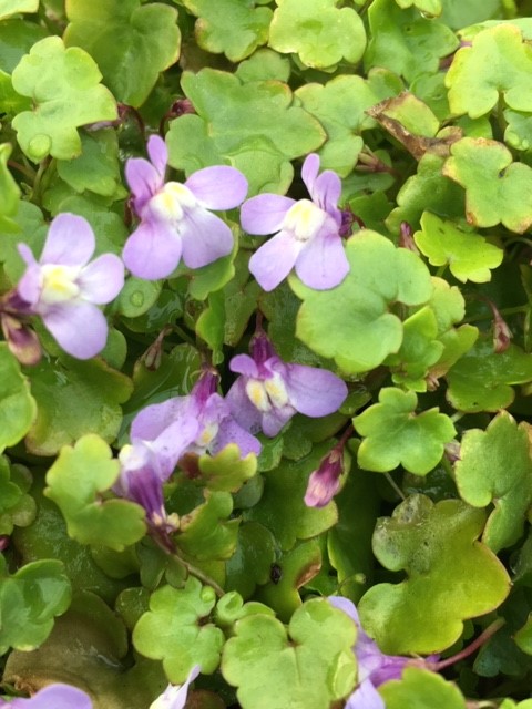 Ivy Leaved Toadflax Seed Packet