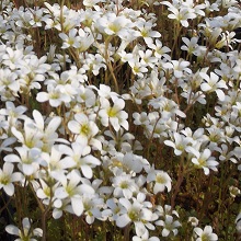 Meadow Saxifrage Seeds (per gram)