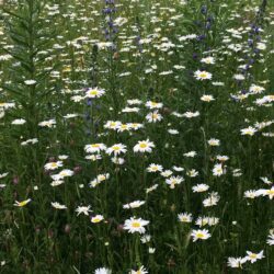 Wildflower Plant Collections