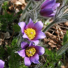 Pasque Flower Seed Packet