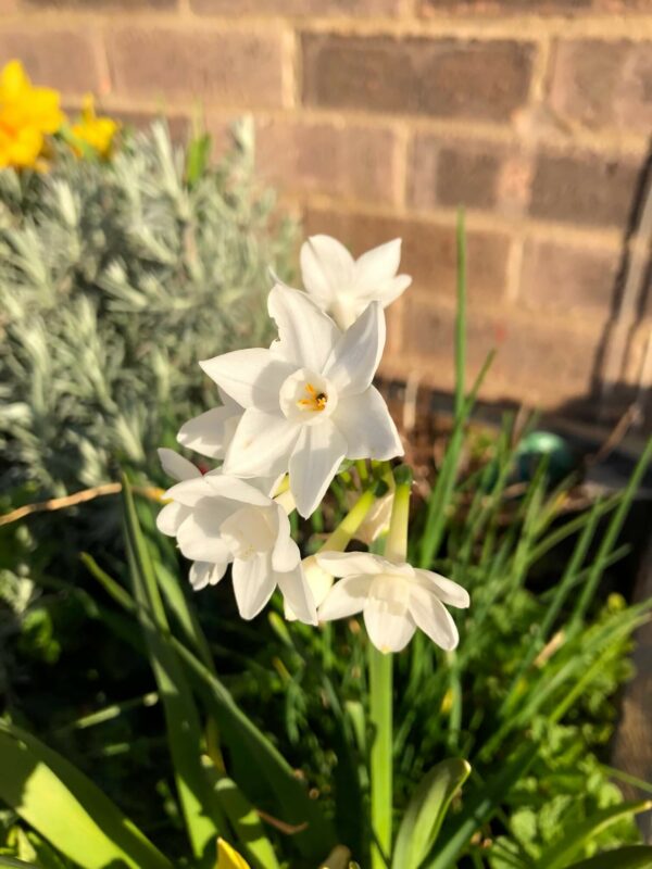 Paper White Daffodils