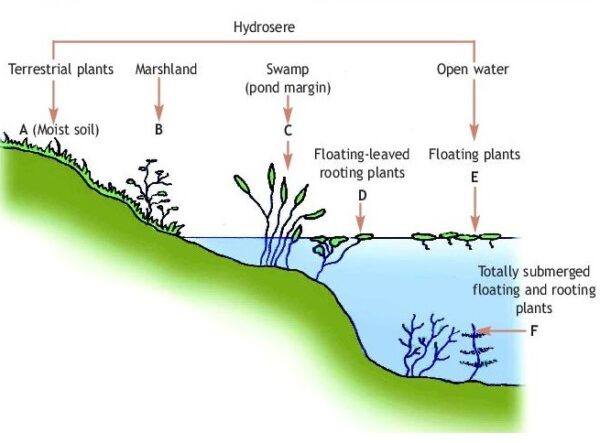 Water Figwort Plugs