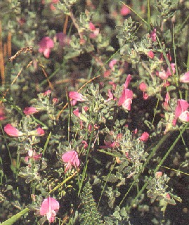 Spiny Restharrow Seed Packet