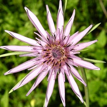 Salsify Seed Packet