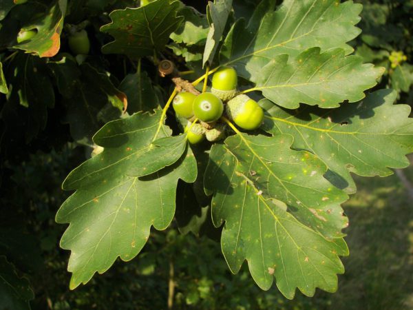 Sessile Oak - Quercus Petrea