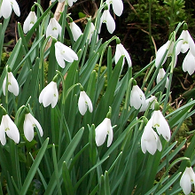 Single Snowdrops Bulbs Spring