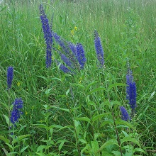 Spiked Speedwell Seed Packet