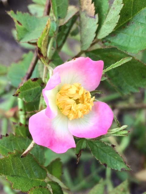 Sweet Briar Rose (Bareroot)