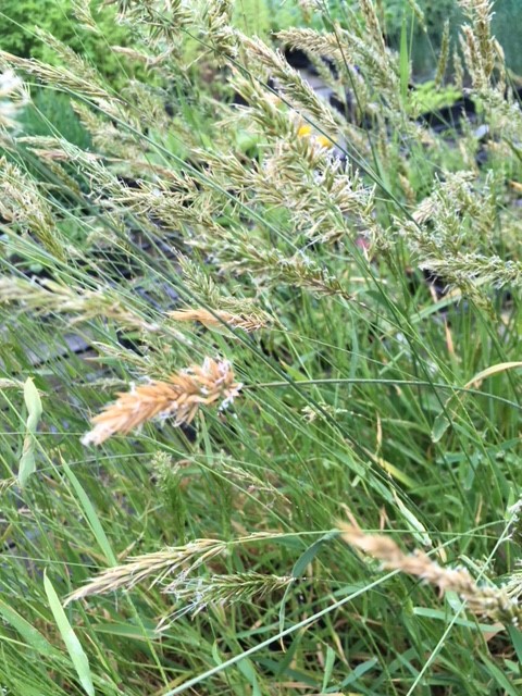 Sweet Vernal Grass Seeds (per gram)
