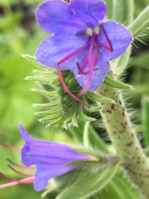 Vipers Bugloss (Seed Packet)