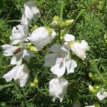 White Musk Mallow Seed Packet