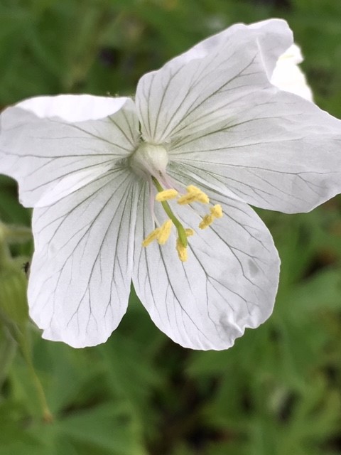 White Meadow Cranesbill - Geranium Pratense Alba