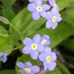 Wood Forget-me-not Seed Packet