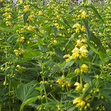 Yellow Archangel Seed Packet