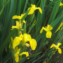 Yellow Flag Iris Plugs For Sale
