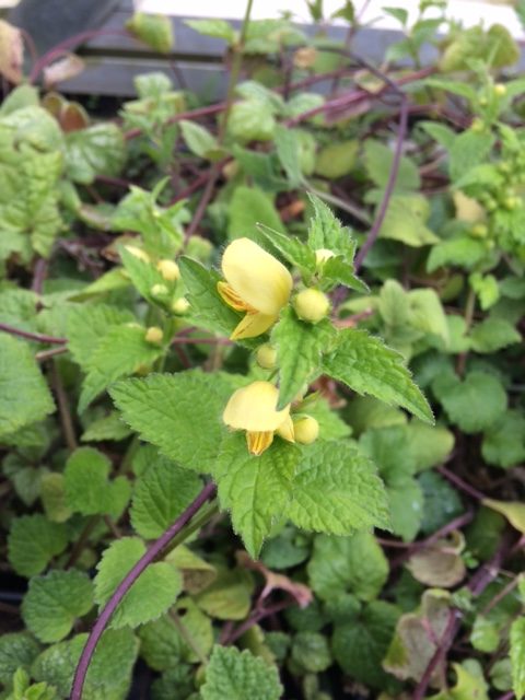 Yellow Archangel Seed Packet