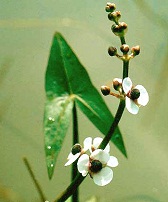 Arrowhead - Sagittaria Sagittifolia