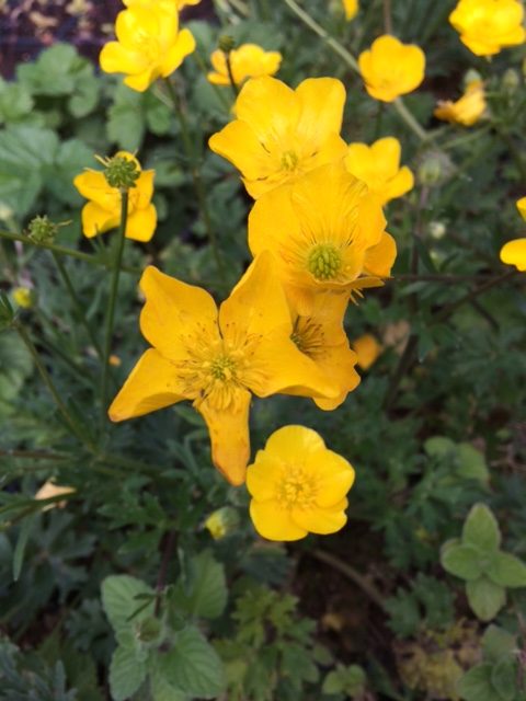 Bulbous Buttercup Seed Packet