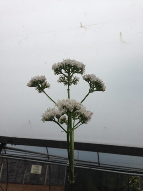 Common Valerian Seed Packet