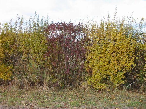 Field Maple For Sale - Acer Campestre