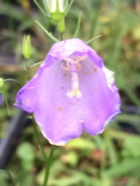 Harebell Seed Packet