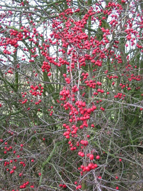 Hawthorn Berries - Crataegus Monogyna