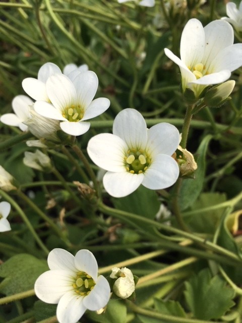 Meadow Saxifrage (Seed Packet)