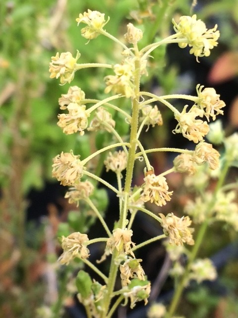 Wild Mignonette Seed Packet