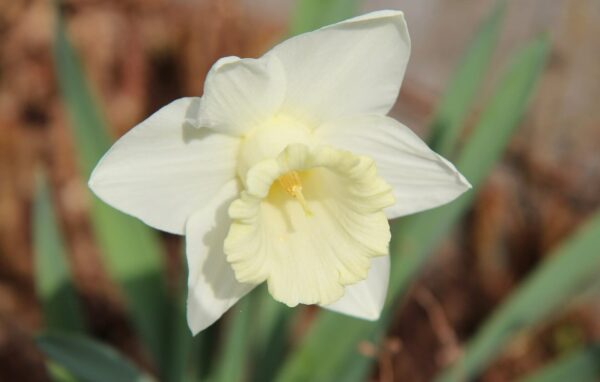 Narcissus White