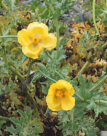 Yellow Horned Poppy Seed Packet