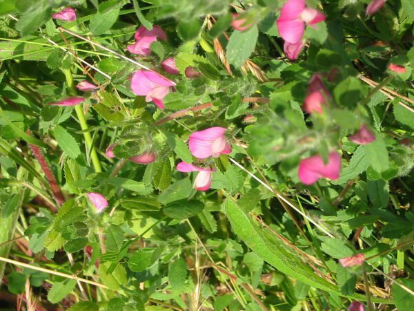 Common Restharrow Seed Packet