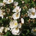 Field Rose (Bareroot)