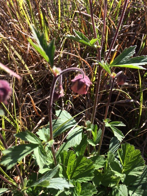 Water Avens Seed Packet