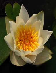 Dwarf White Water Lily - Nymphaea Candida