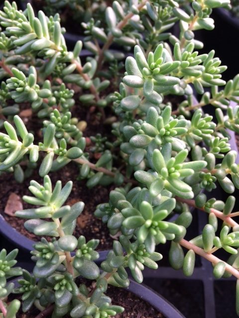 White Stonecrop Seed Packet