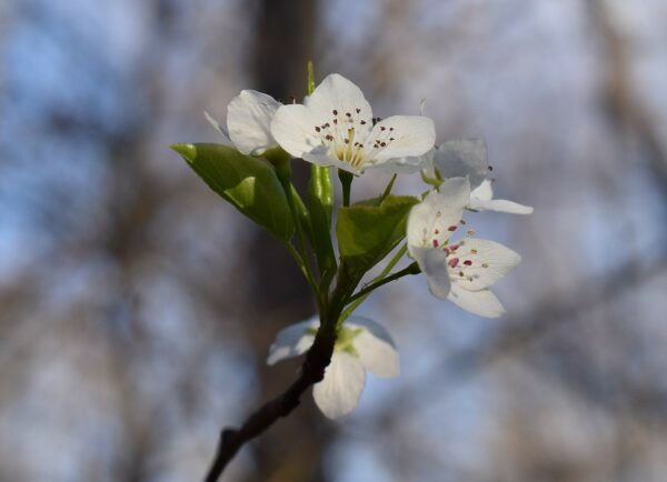Wild Cherry Blossoms - Prunus avium