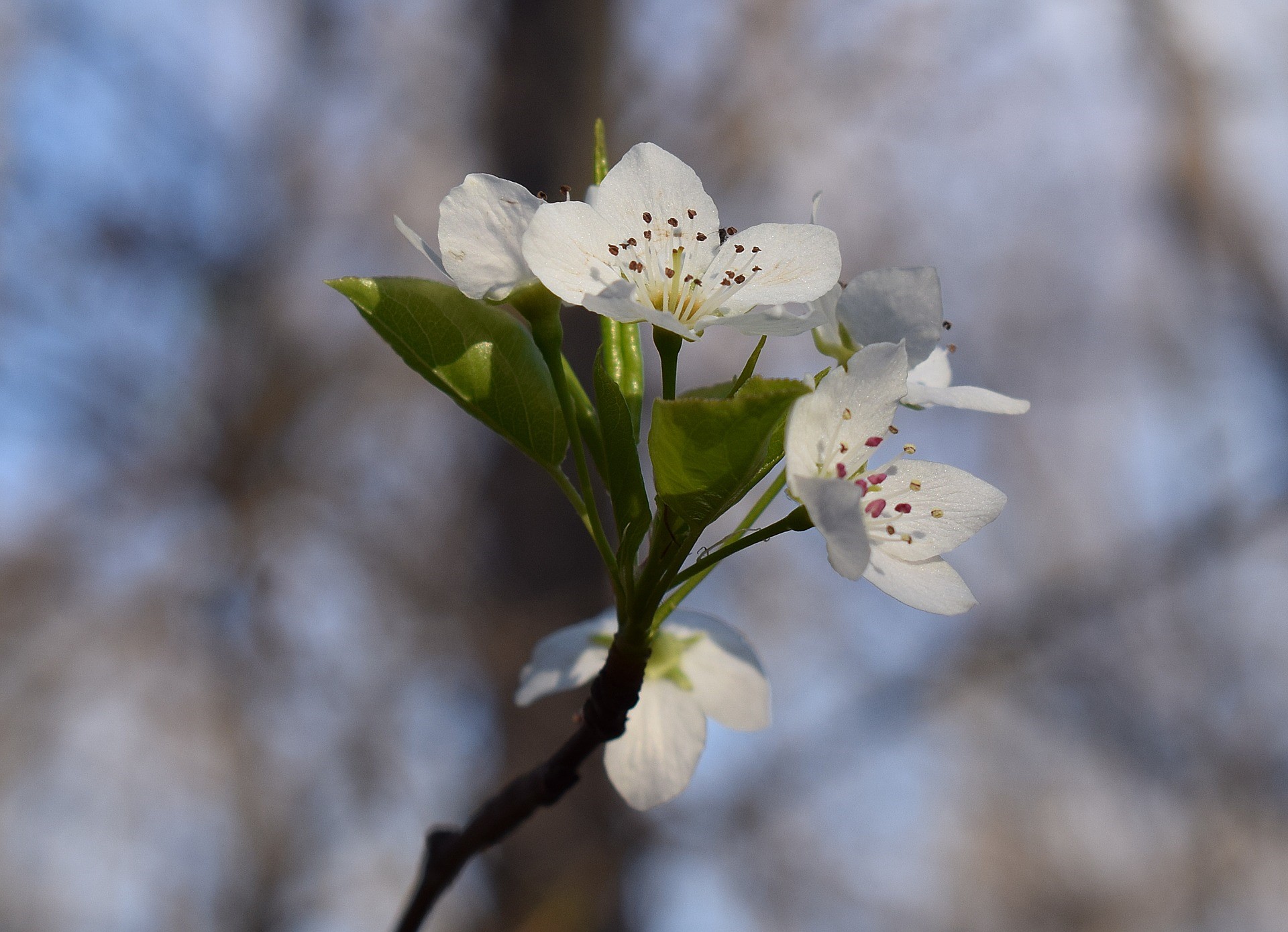 Wild Cherry (Prunus avium) | UK Delivery | Naturescape