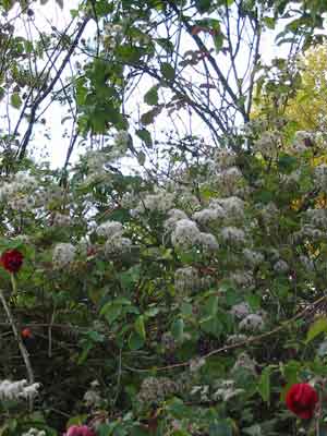 Wild Clematis Seed Packet