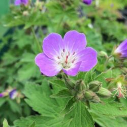 Wood Cranesbill Seed Packet