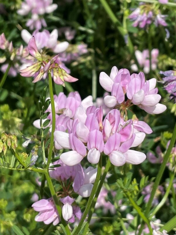 Crown Vetch For Sale