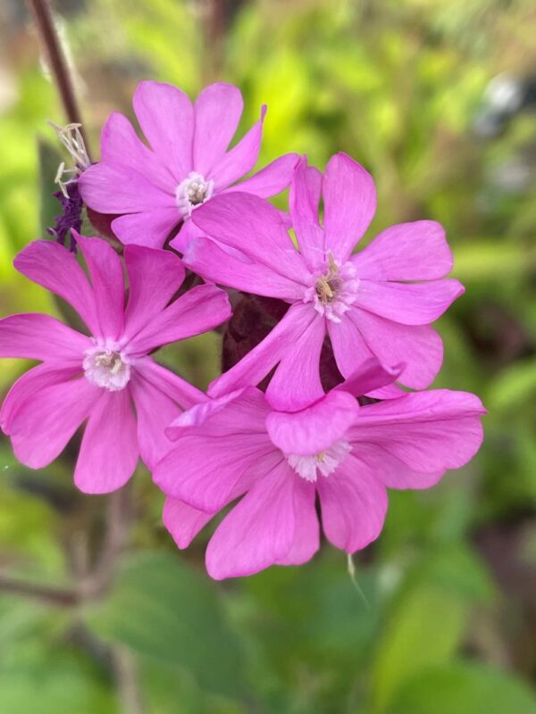 Red Campion - Silene Dioica