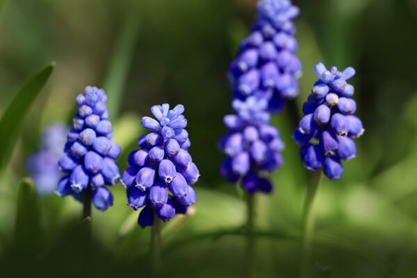 Grape Hyacinth - Muscari Neglectum