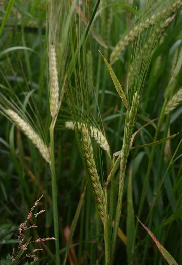 barley - hordeum vulgare
