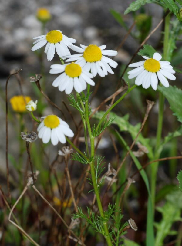 scented mayweed