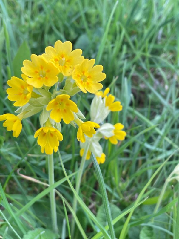 cowslip - Primula veris