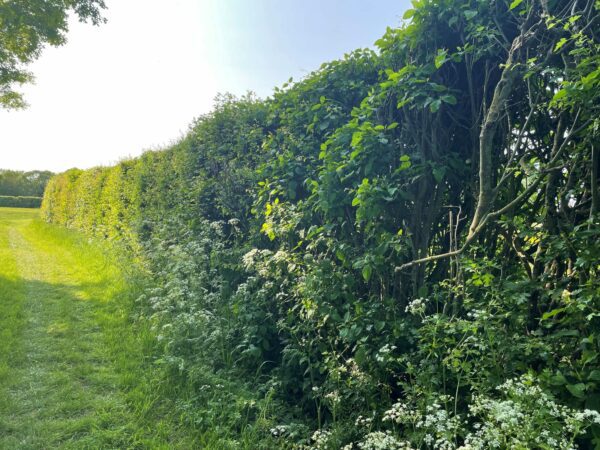 hedging